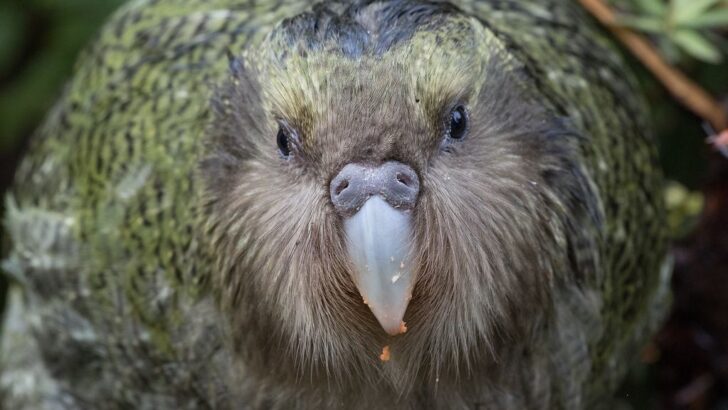 World’s Fattest Parrot Kākāpō Rebounds From Near Extinction With Record Breaking Breeding Season