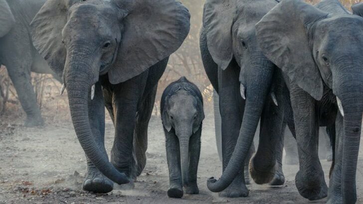 Elephant Herd Shields Newborn Calf’s Daring First Steps on African Savanna