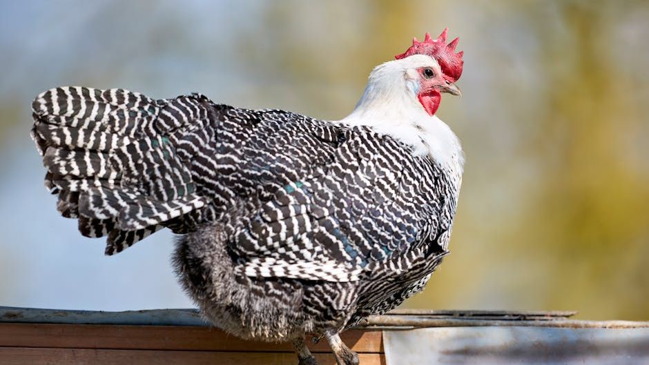 10 Rarest Chicken Breeds in The US
