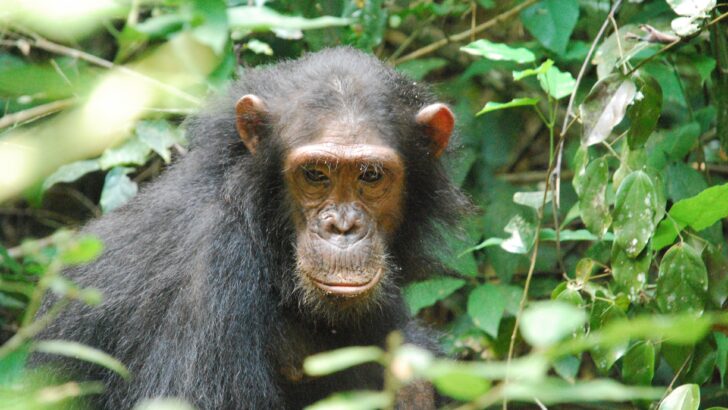 Chimpanzees in Uganda Locked in Historic ‘Civil War’ After Group Split Apart