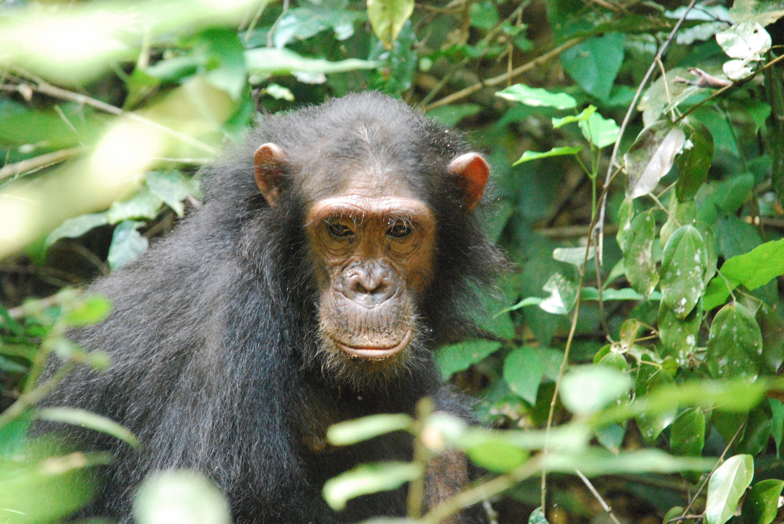 Chimpanzees in Uganda are locked in a deadly 'civil war' after their group split apart  -  and scientists don't know why