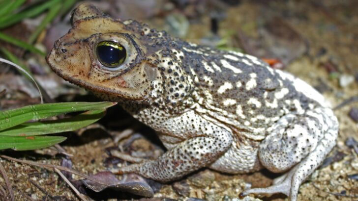 Newly Discovered Toad Species Gives Birth to Tiny Live ‘Toadlets’, Skipping the Tadpole Stage