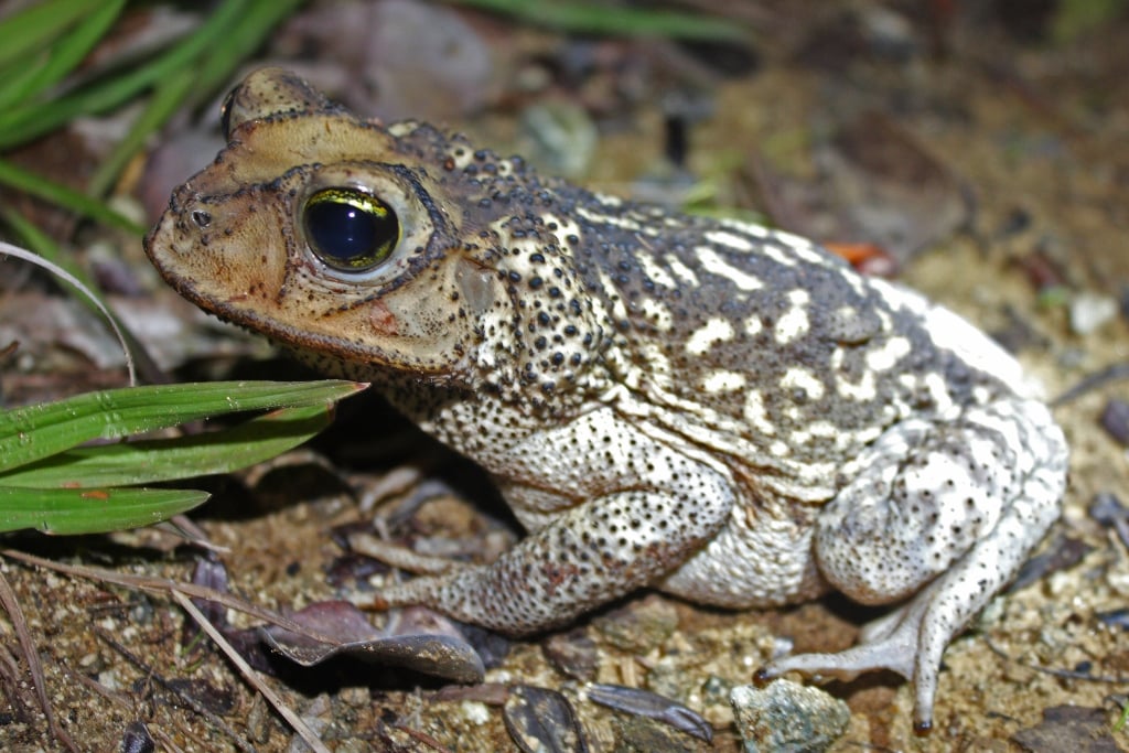 Newly discovered toads skip the tadpole stage and give birth to live 'toadlets'