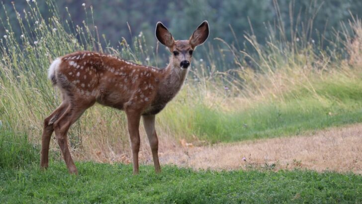 Flesh-Eating Screwworm Nears Texas Border, Endangering Deer Populations