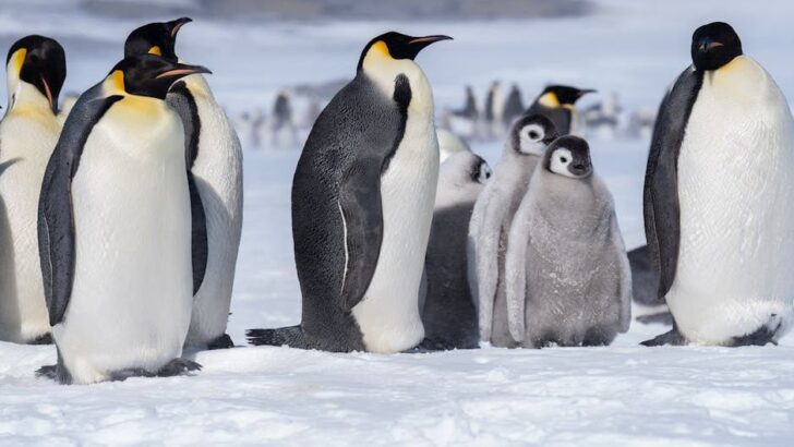 Emperor Penguins Now Endangered as Landmark IUCN Decision Raises Alarm