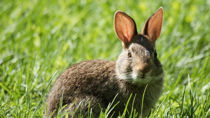 Deadly Virus Spreading Among Rabbits and Hares Raises Alarm in Pennsylvania