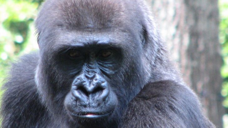 Great Apes Can Mirror Human Facial Expressions With Stunning Precision, New Research Reveals