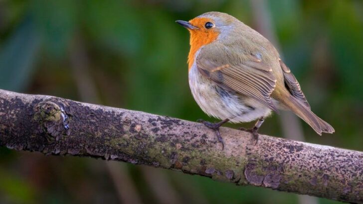 Wild Robin’s Persistent Pursuit Turns Solitary Man’s World Upside Down
