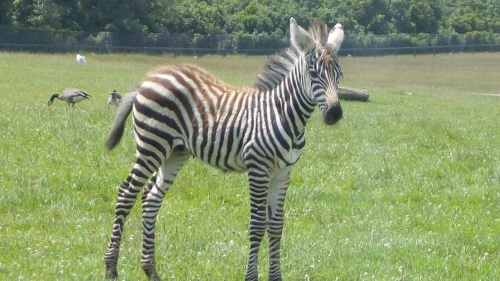 Orphaned Baby Zebra Overcomes Herd Rivalry to Build a New Life in Sanctuary