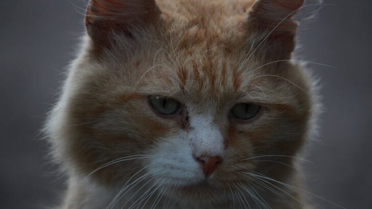 Rescue Cat With Sad Eyes Completely Transforms After Finding His Forever Home