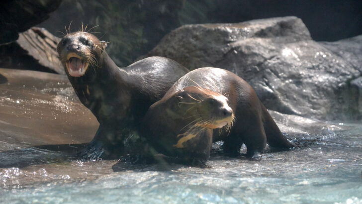 River Habitat Crisis Puts Giant Otters at Risk Despite New Protections
