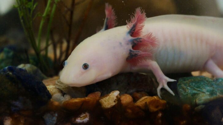 Oxygen Sensing May Hold the Secret to Why Amphibians Can Regrow Limbs and Mammals Cannot
