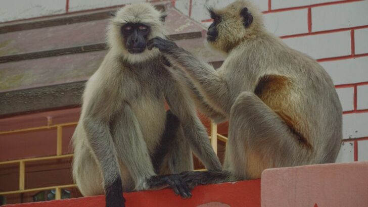 Scientists Find City Animals Show Similar Brazen Behavior Worldwide