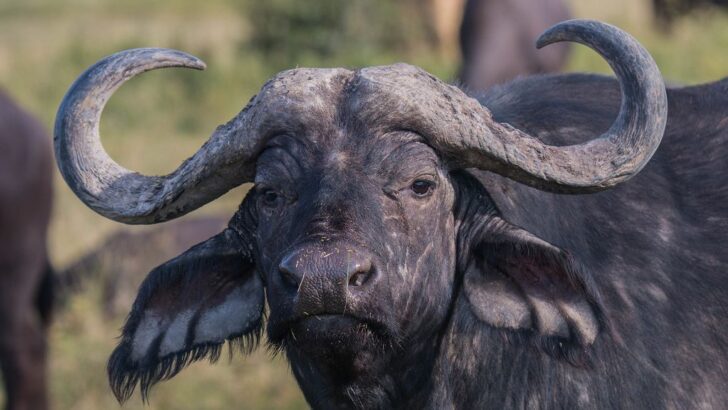 Buffalo Delivers Jaw-dropping Chest Kick to Lioness in Epic Safari Standoff