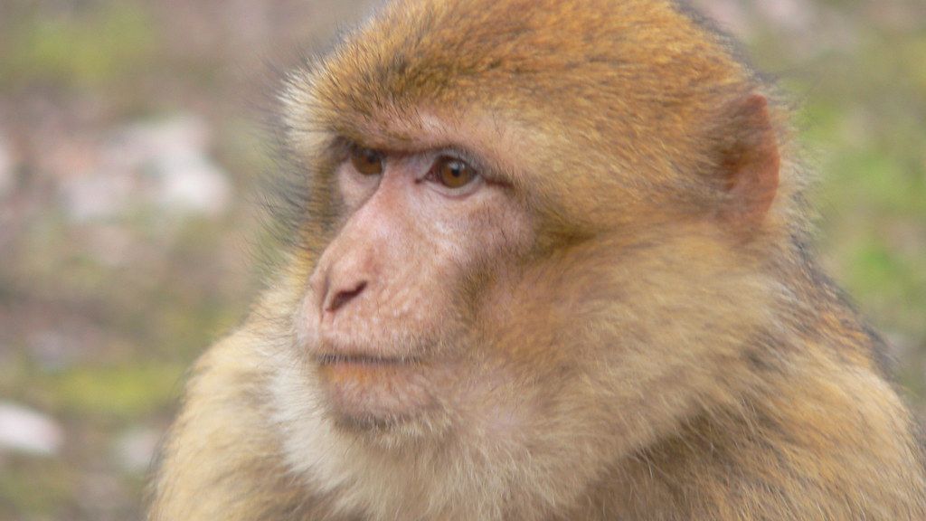 Chained Monkey Sen's Stunning Turnaround: From Self-Harm to Sanctuary Joy