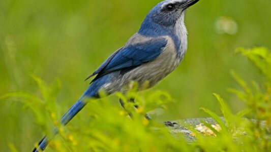 8 Facts About The Island Scrub-Jay: A Bird Found Only in One Place On Earth