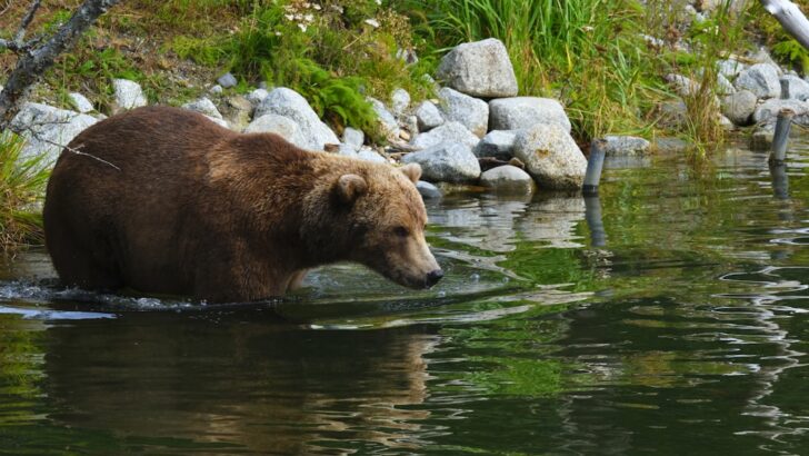 Proposal to Revive Bear Baiting in Alaska National Preserves Sparks National Debate