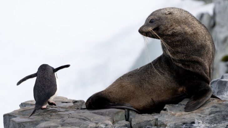 Conservation Alarm Grows as Fur Seals and Penguins Are Listed Endangered