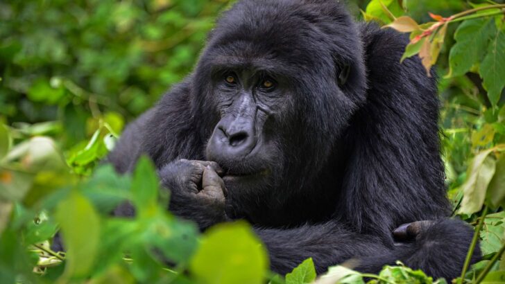 Rare Double Twin Births Give Conservationists New Hope for Endangered Mountain Gorillas