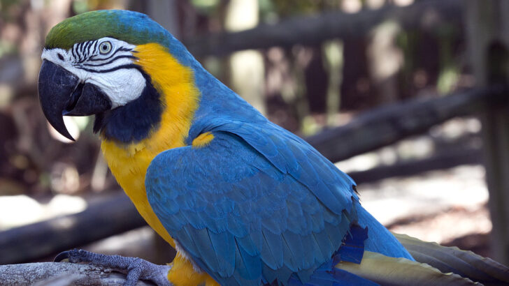 Blue-and-Yellow Macaws Return to Rio After Two Centuries