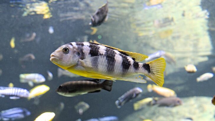 Cichlid Nest Building Shows Behavior Goes Far Beyond Simple Instinct