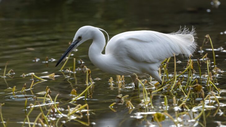 St. Louis’ Forest Park Blooms with Native Birds Thanks to Decades of Habitat Restoration
