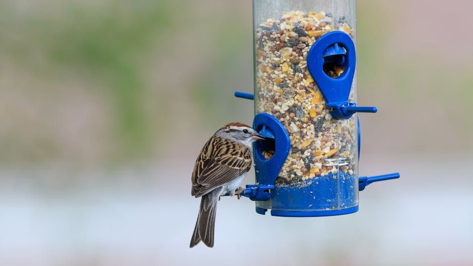 9 Common Bird Feeder Mistakes That Are Scaring Away Your Feathered Friends