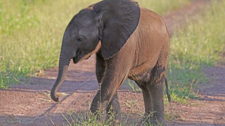 Baby Elephant Freed from Deadly Water Hole Trap in Miraculous Rescue