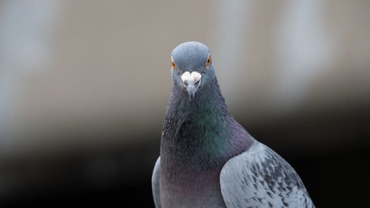 Adorable Rescue Pigeon’s Sweet Obsession With Mom’s Boyfriend Goes Viral and Wins Hearts