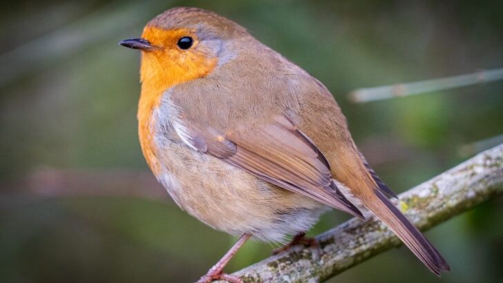 8 Lesser-Known Facts About American Robins You Didn’t Learn in School