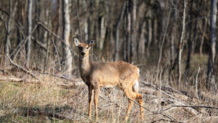 Fair Haven Fields Battles Growing Ecological Crisis Linked to Deer Overpopulation