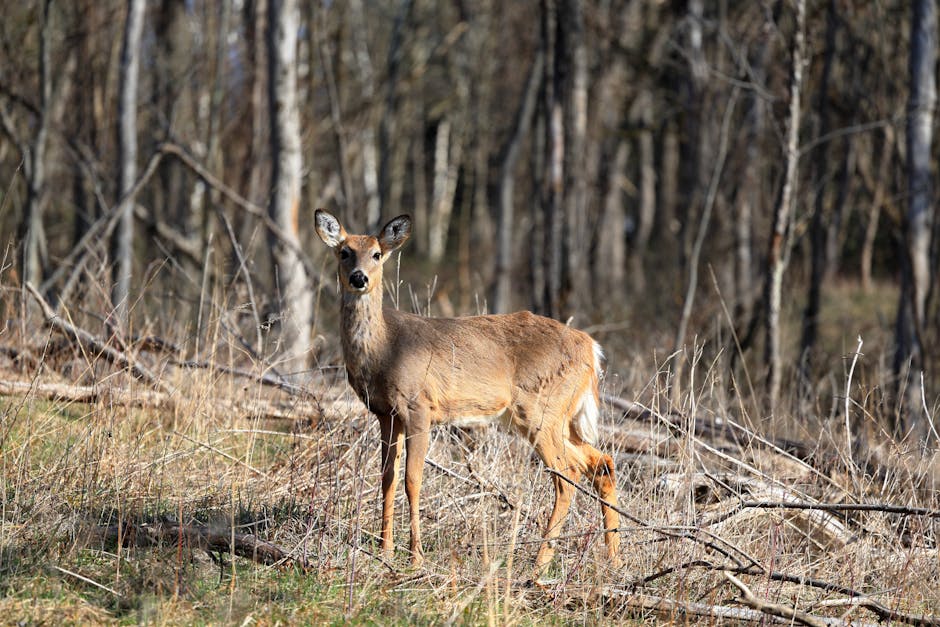 Deer Overpopulation Threatens Fair Haven Fields