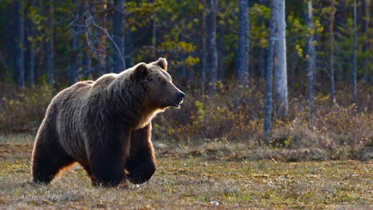 Conservation Effort Pays Off as Relocated Grizzly Bear Welcomes Cubs