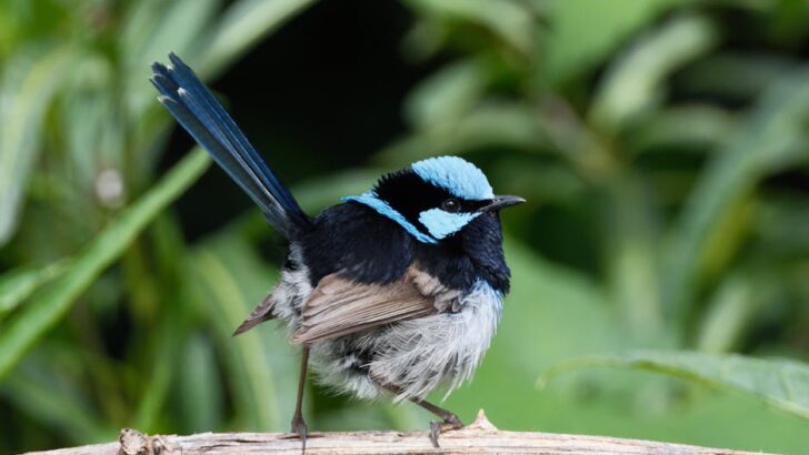 Conservationists Celebrate Rediscovery of Five Lost Bird Species, Marking 2025 as A Year of Triumphs