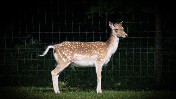 Dramatic Rescue Unfolds After Deer Gets Trapped in Sports Net