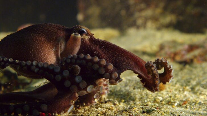 A Chance Encounter with a Wild Octopus Transforms One Man’s Life