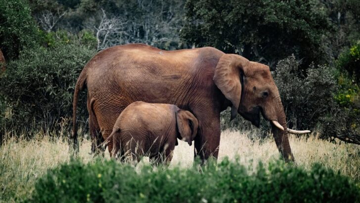 Livestock Presence Reshapes Elephants’ Gut Microbiomes in Kenya Reserves, Health Concerns Spark Conservation Debate