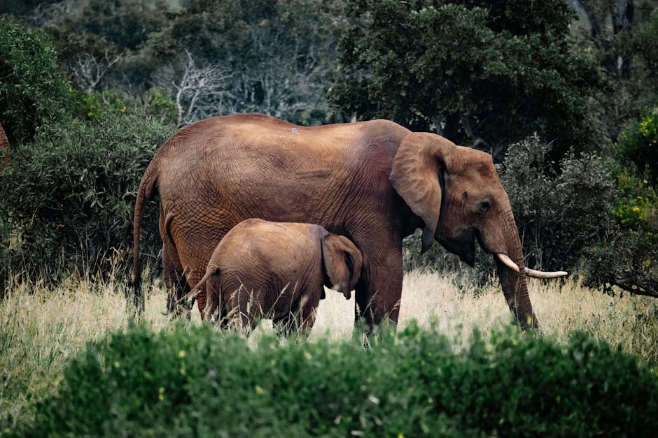 Livestock may be rewriting elephants' gut microbiomes in Kenya's protected reserves
