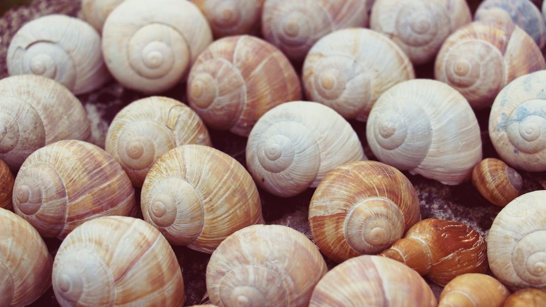 This Tiny Creature Holds the Key to Understanding Earth's Ancient Oceans