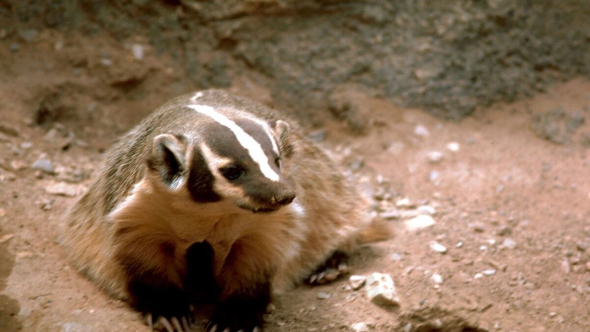 The US States With The Most American Badgers
