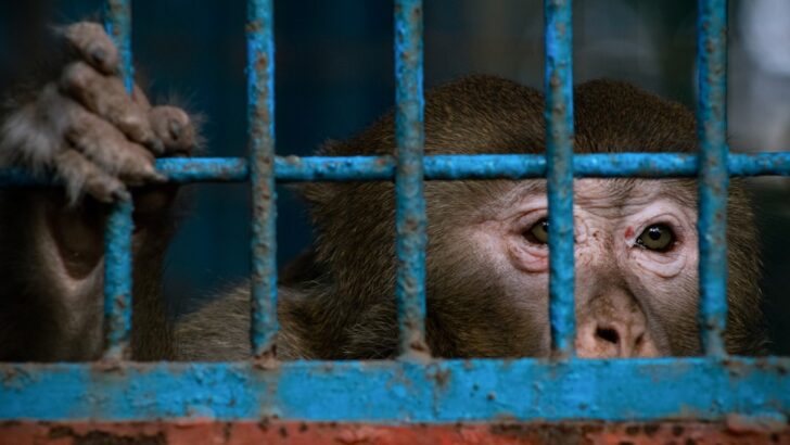 Billions of U.S. Taxpayer Money Flow to Overseas Animal Research Without Proper Oversight