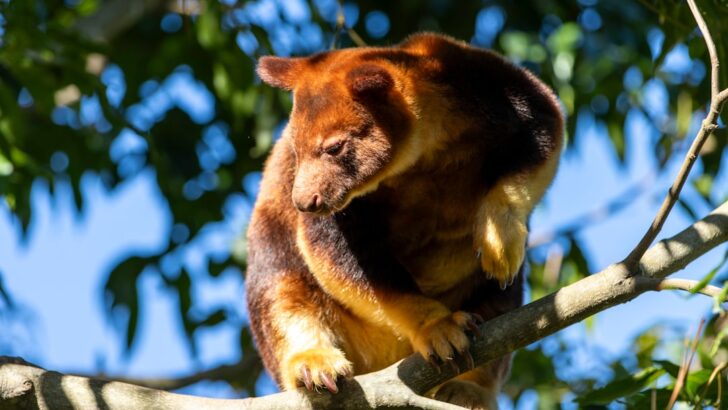 Secretive Tree-Kangaroos Face Growing Threats in Forest Canopies From Habitat Destruction