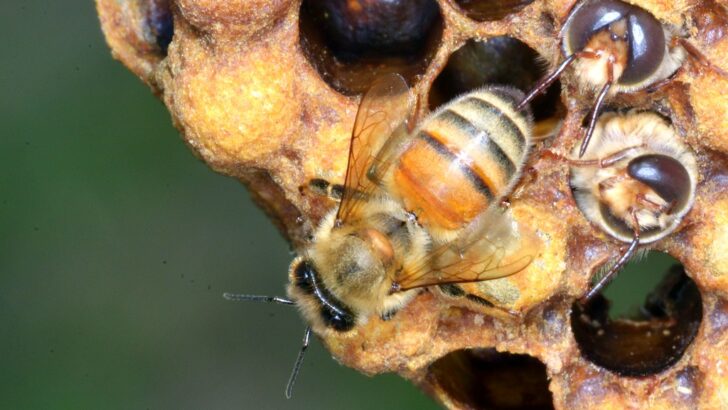 Warming Climate Makes Bees and Wasps Hatch Earlier, Compromising Their Vital Energy Stores