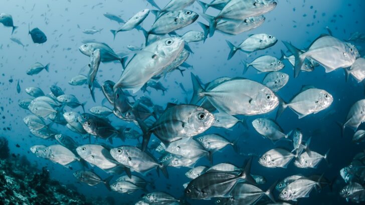 Dramatic Shifts in Mediterranean Fish Distributions Shed Light on Survival in a Warming Sea
