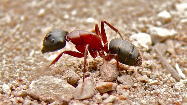 Tiny Ants Become Cleaning Specialists for Bigger Ants in Arizona Desert