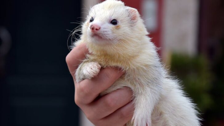 Abandoned Ferret Noodle Thrives in Loving Home After Harrowing Street Rescue