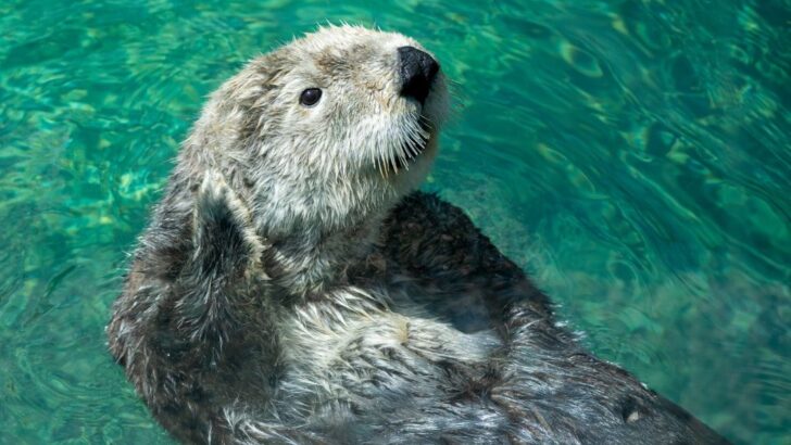 Otter’s Towel Wrap Obsession After Bathtime Steals the Spotlight at Phoenix Sanctuary
