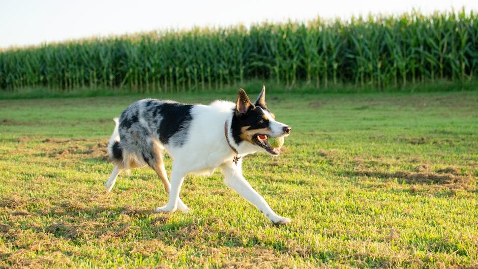 Your Dog Understands More Than Just 'Walkies': The Surprising Truths