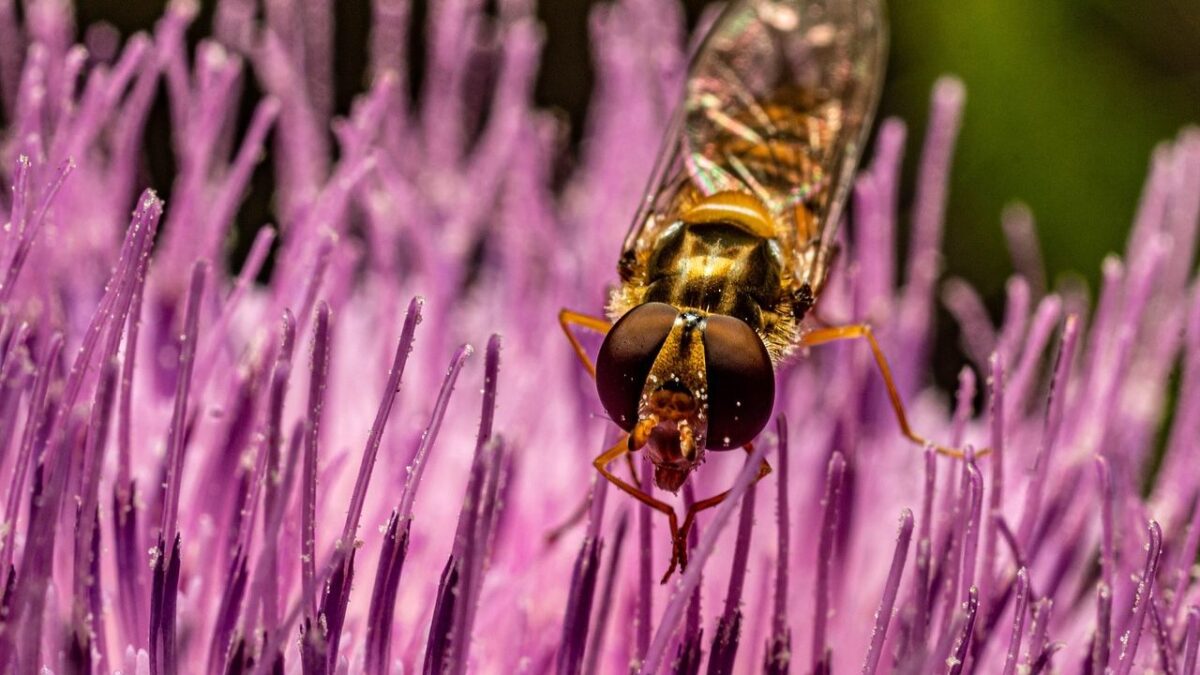 Forget the Bee: This Insect Is the Most Important Pollinator