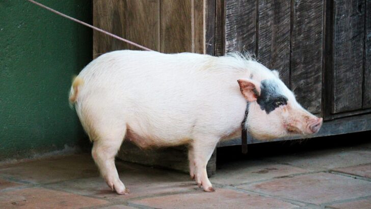 Three Sanctuary Pigs Defying Stereotypes and Capturing Hearts